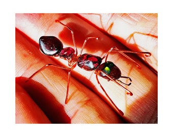 Red Garnet Ant Model