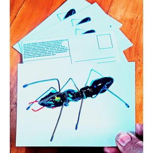 Postcards (Set of 5) - Sapphire or Peridot Ant Postcards
