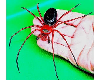Red & Black Wandering Spider Model - Etsy