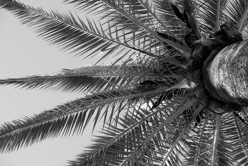 Black & White Palm WALL MURAL Palm Tree Wallpaper Large Wall Etsy