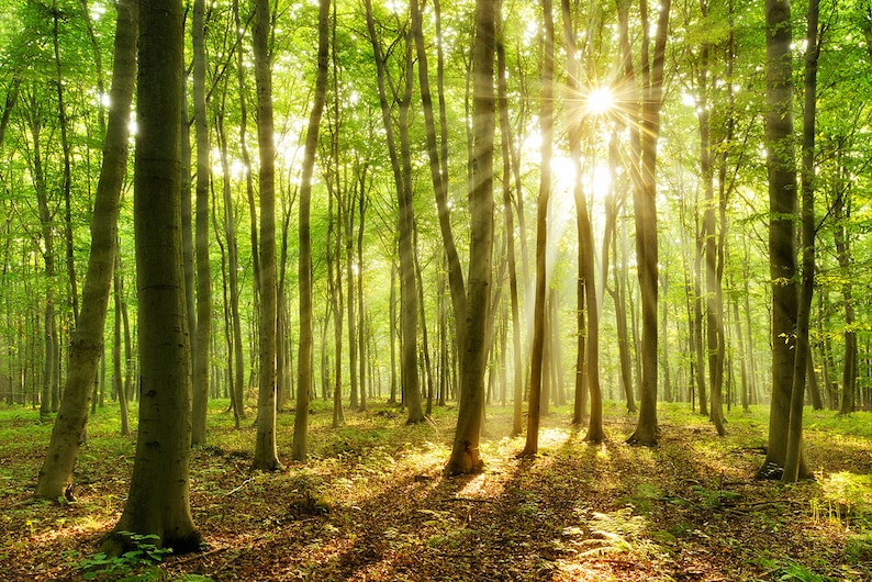 Forest Sunrays WALL MURAL Green Trees Wallpaper Large Wall Mural Self Adhesive Peel /& Stick Photo Mural Forest Morning Wall Covering