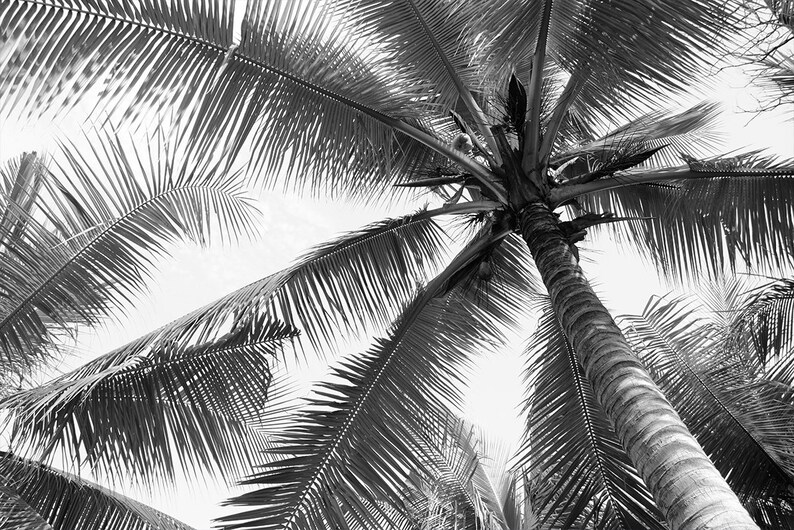 Black and White WALL MURAL Palm Tree Wallpaper Large Wall - Etsy