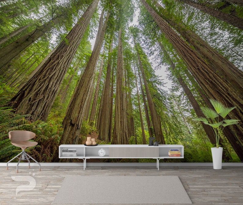 Sequoia Forest MURAL Giant Trees Wallpaper Redwood Wall - Etsy