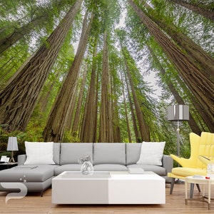 Sequoia Forest MURAL, Giant Trees Wallpaper, Redwood Wall Mural, Large