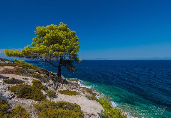 Tree on a Cliff TAPESTRY Photo Tapestry Large Wall Hanging Decor Greek Rocky Coast with Green Tree Beach Wall Decor