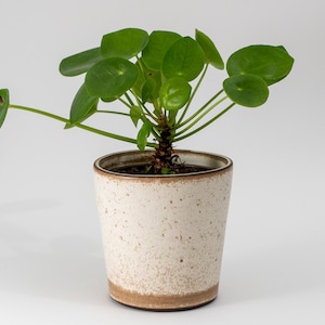 Pode incluir: Uma pequena planta verde com folhas redondas em um vaso de cerâmica branco com manchas marrons.