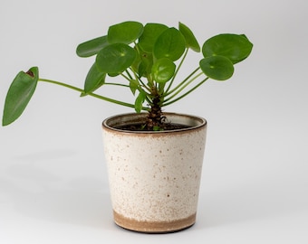 Peut inclure: Une petite plante verte aux feuilles rondes dans un pot en céramique blanc avec des mouchetures brunes.