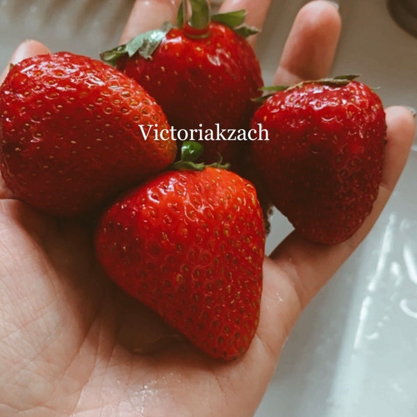 200 Strawberry SEEDS Garden fruit Berries Homegrown Perenial Everbearing