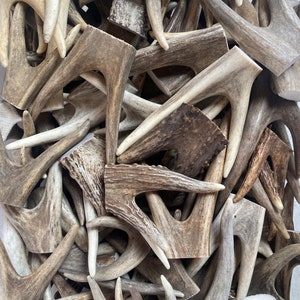 Forked Deer Antler Tips ( 2 pack) Raw or Drilled/Polished **OREGON ANTLER WORKS**