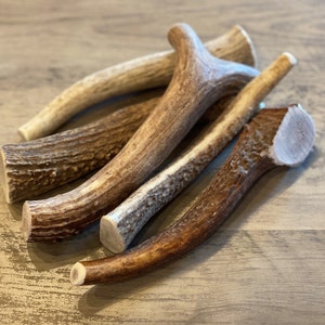 May include: A collection of natural deer antlers in varying shades of brown and tan. The antlers are arranged in a slightly overlapping pattern, showcasing their unique shapes and textures. The cut ends reveal the inner structure of the antlers.