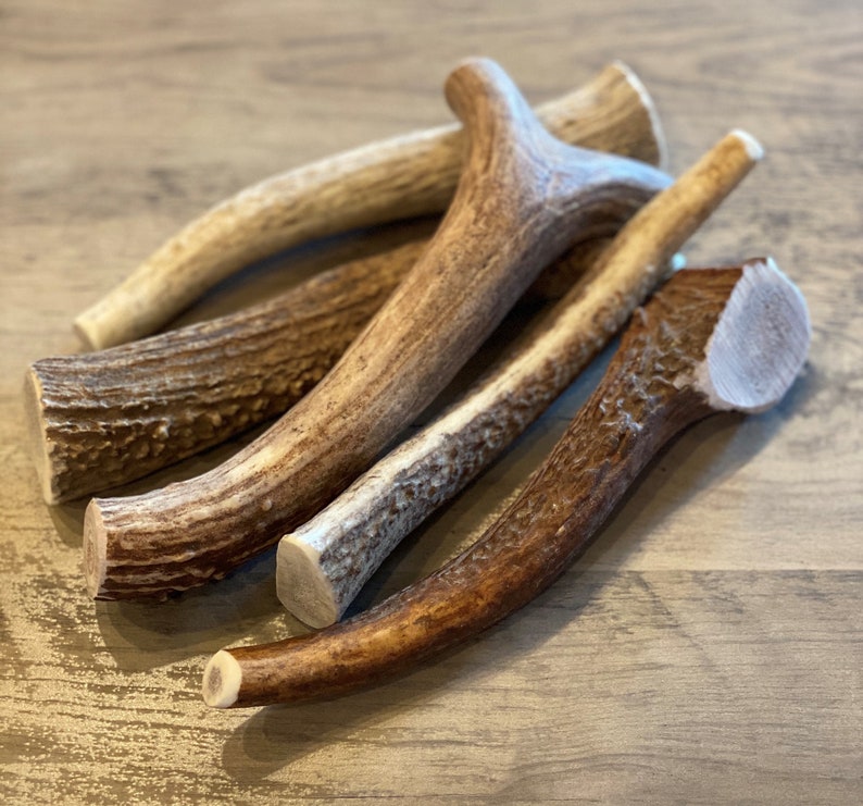 May include: A collection of natural deer antlers in varying shades of brown and tan. The antlers are arranged in a slightly overlapping pattern, showcasing their unique shapes and textures. The cut ends reveal the inner structure of the antlers.