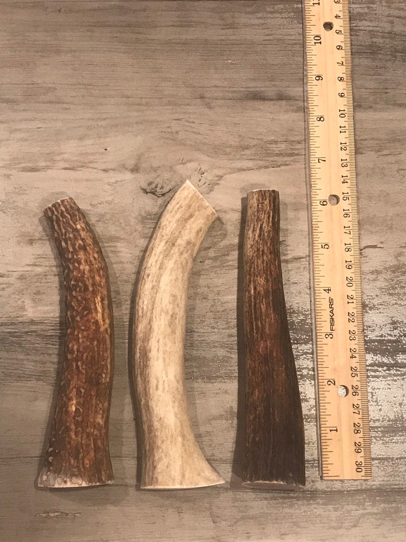 3 Pack ~ Medium ~ ElkDeer Natural Shed Antler ~ Premium Dog Chew