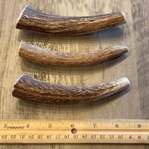May include: Three antler dog chews of varying sizes, arranged from largest to smallest, on a wooden surface. A ruler is visible in the bottom of the image, with the largest antler measuring approximately 7 inches long.