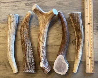 Large Whitetail Deer Antlers 2 Packs Available Etsy