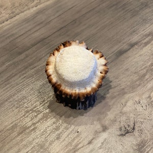 May include: A close-up of a light brown antler with a white, smooth top. The antler has a rough, textured base.