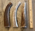 X-Large Elk/Deer Premium Antler Dog Chews (1 chew) **Oregon Antler Works**