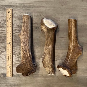 May include: Three natural deer antlers, each with a unique shape and texture. The antlers are various shades of brown and tan, with a rough, textured surface. A ruler is placed next to the antlers for scale, showing they are approximately 10 inches long.