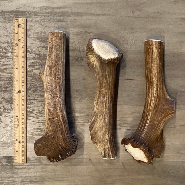 MAGNUM Elk Premium Antler Dog Chew W/Burr (1pc) **Oregon Antler Works**