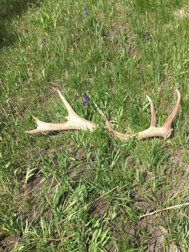 3 Pack ~ Medium ~ ElkDeer Natural Shed Antler ~ Premium Dog Chew
