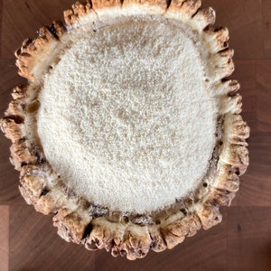 May include: A close-up of a light brown antler with a white, textured surface inside. The antler measures approximately 3 inches in diameter.