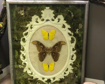 Puede incluir: Una exposición enmarcada que presenta una polilla marrón y blanca y tres mariposas amarillas montadas sobre un fondo beige. El marco está rodeado de musgo verde y un marco blanco adornado.