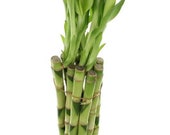 Lucky bamboo 12 inches
