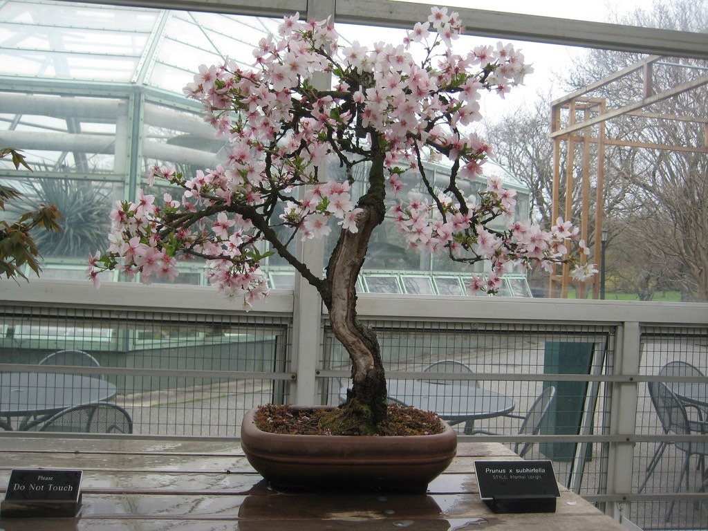Yoshino Cherry Bonsai Starter (live Tree Seedling 7 to 11 Inches) From Now  Until Spring the Plants Are in the Dormant Season. - Etsy