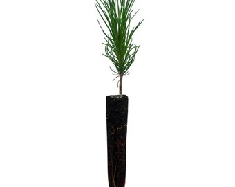 Austrian Black Pine Seedling seedling 5 to 10 inches