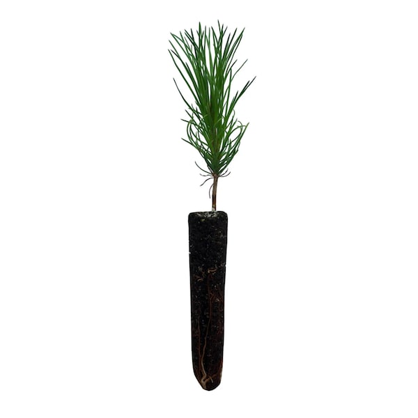 Austrian Black Pine Seedling seedling 5 to 10 inches