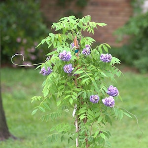 1 blue wisteria (floribunda wisteria) 5 to 8 inches