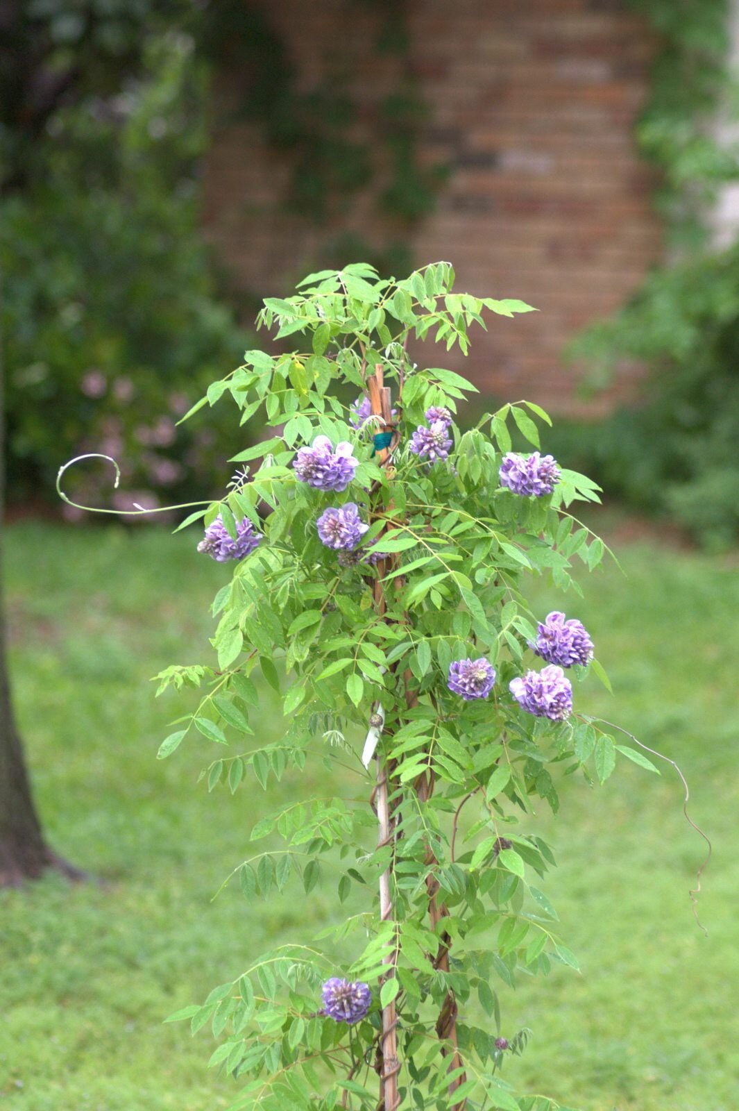 1 Blue Wisteria (floribunda Wisteria) 5 to 8 Inches. From Now
