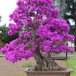 Red bud, Cercis canadensis bonsai starter kit (live tree seedling 3 to 5 inches)