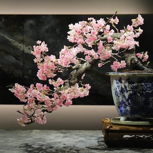 Okame cherry bonsai starter kit (live tree seedling 7 to 13 inches) From now until spring the plants are in the dormant season.