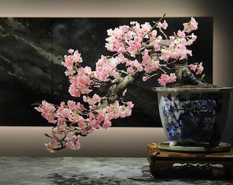 May include: A pink cherry blossom bonsai tree in a blue and white ceramic pot with a wooden stand. The tree is in full bloom with delicate pink flowers.