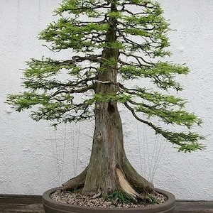 May include: A bonsai tree with green foliage and a thick, gnarled trunk, potted in a brown ceramic pot. The tree is growing in a white-walled room.