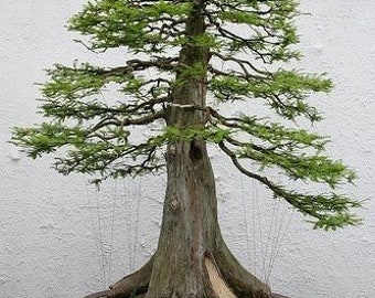 Giant Sequoia Bonsai Starter