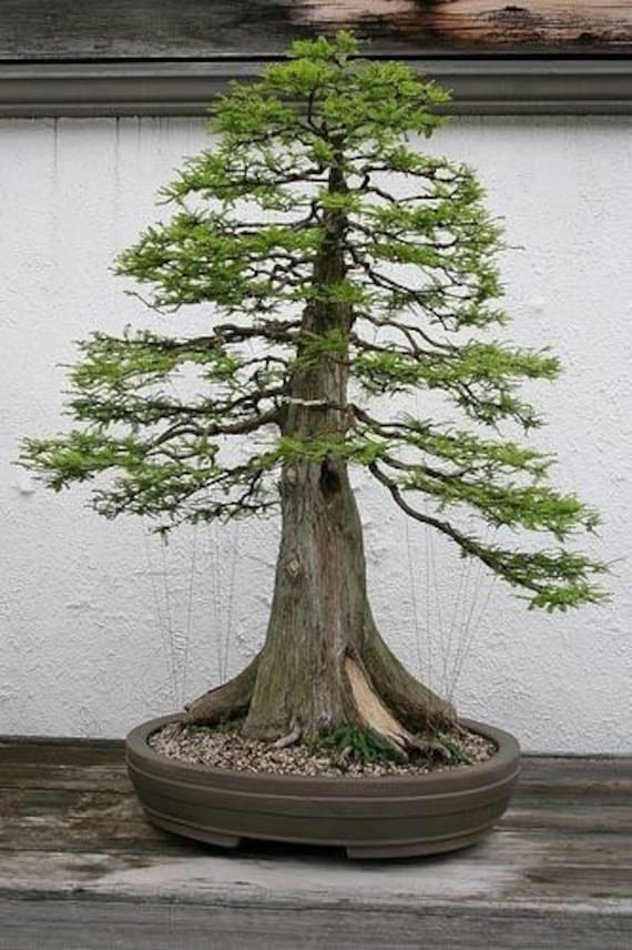 grow your own bonsai tree 6 Bonsai Growing Kit | Gardening Gift Idea main image 1