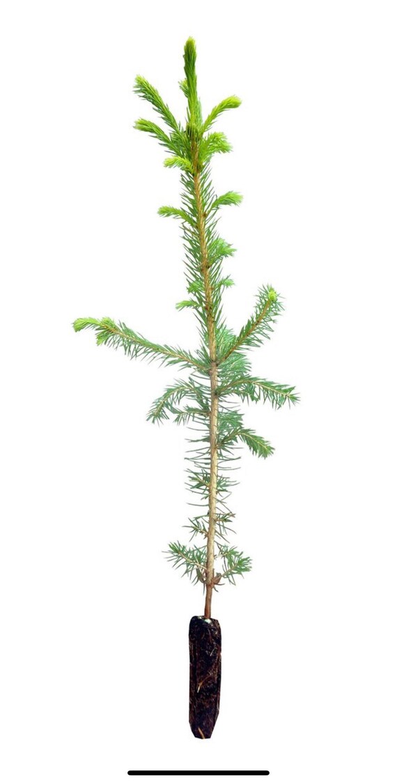 Norway Spruce Bonsai Starter Kitpicea Abies Seedling 4 To 8 Etsy Uk