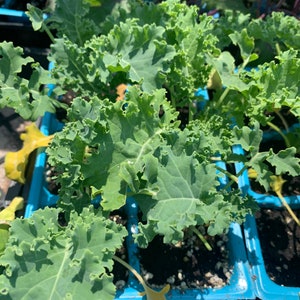 May include: Close-up of a tray of young kale plants with green, frilly leaves. The plants are growing in black soil and are surrounded by blue plastic.