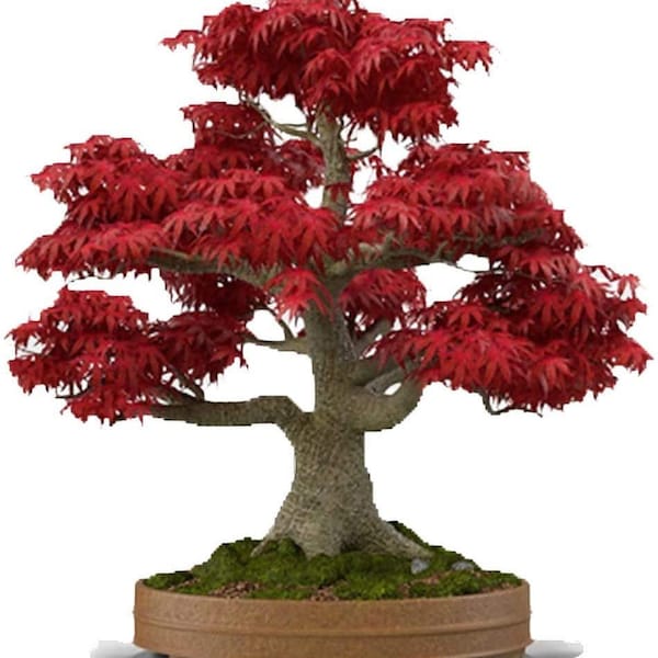 Red Japanese maple starter kit (seedling 7 to 10 inches)