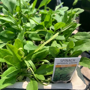 1 ORGANIC spinach 4 inches pot