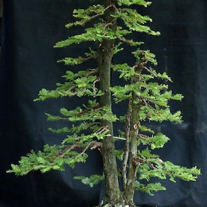 Sequoia coast red wood Bonsai Starter kit