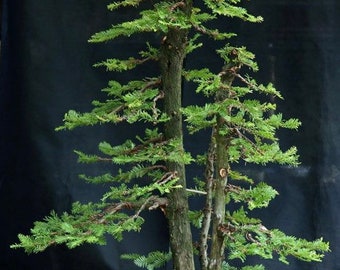 Sequoia coast red wood Bonsai Starter kit