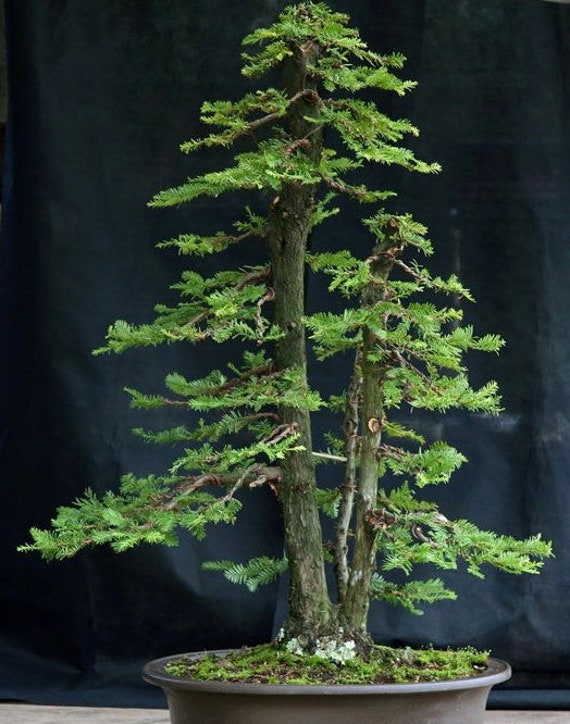 Sequoia Coast Red Wood Bonsai Starter Kit 