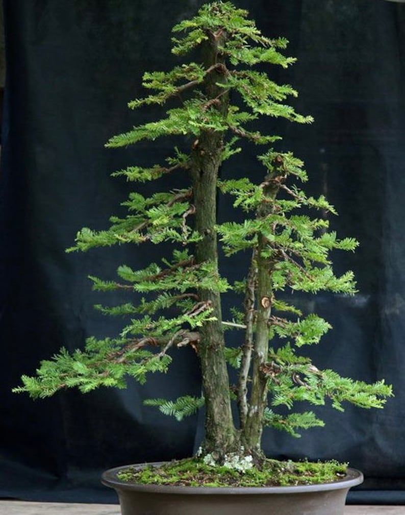 Sequoia Coast Red Wood Bonsai Starter Kit - Etsy