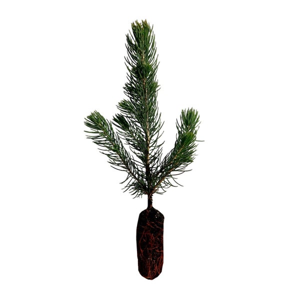 Blue spruce live tree seedling 4 to 8 inches