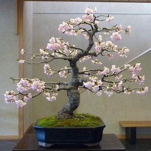 Yoshino cherry bonsai starter (live tree seedling 7 to 11 inches)