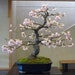 see more listings in the BonsaI starter section