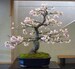 Yoshino cherry  bonsai starter kit (live tree seedling 7 to 13 inches) 