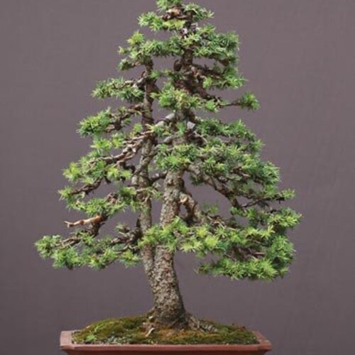 Norway Spruce Bonsai Starter Kitpicea Abies Seedling 4 To 8 Etsy Ireland